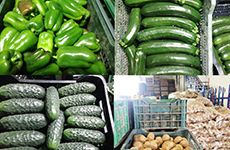 central-hortofruticola-el-salobral-verduras